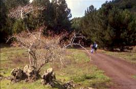 Etna Pista con vegetazione .jpg (20760 byte)