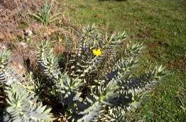 Etna Vegetazione .jpg (27109 byte)